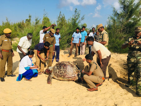 Green turtle rescue