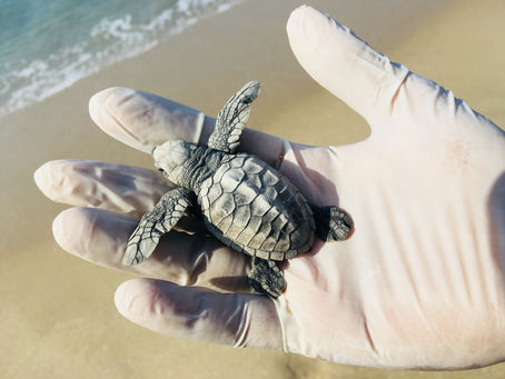 Olive Ridley conservation