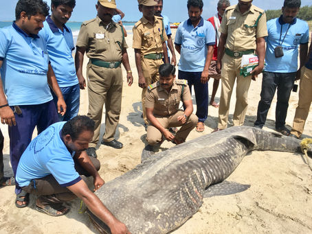 Whale shark rescue